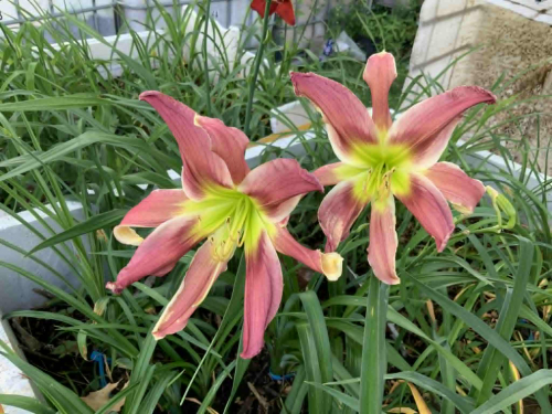 In Celebration of Life